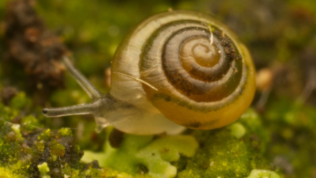 Miselaoma weldii, The Nut (Stanley)