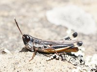 Common Macrotona Grasshopper, Macrotona australis