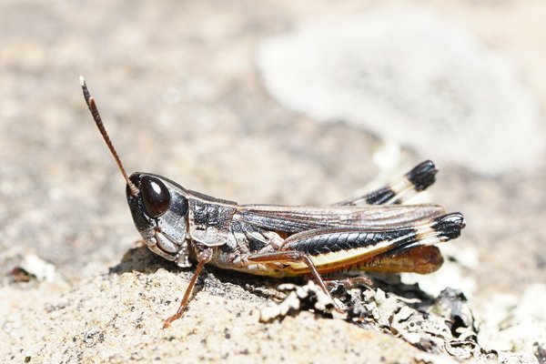 Common Macrotona Grasshopper, Macrotona australis
