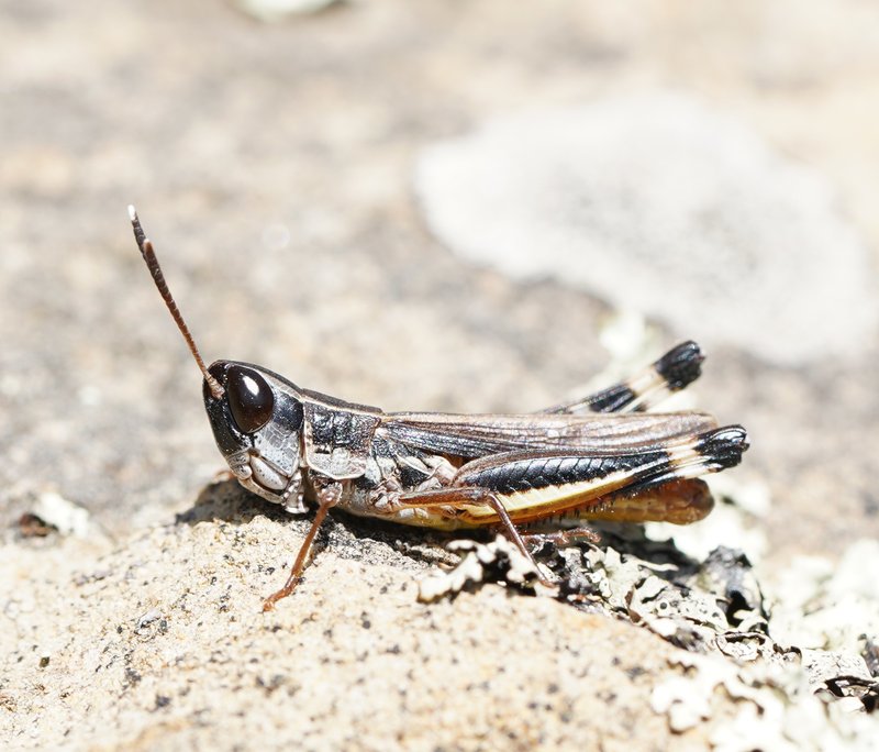 Common Macrotona Grasshopper, Macrotona australis