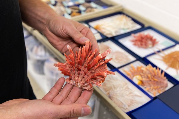Malacology, photographed August 2024