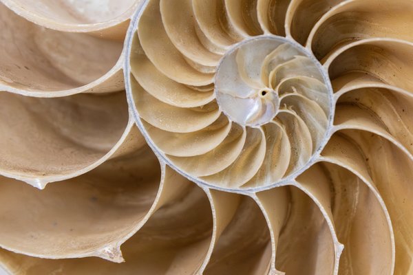 Malacology, photographed August 2024
