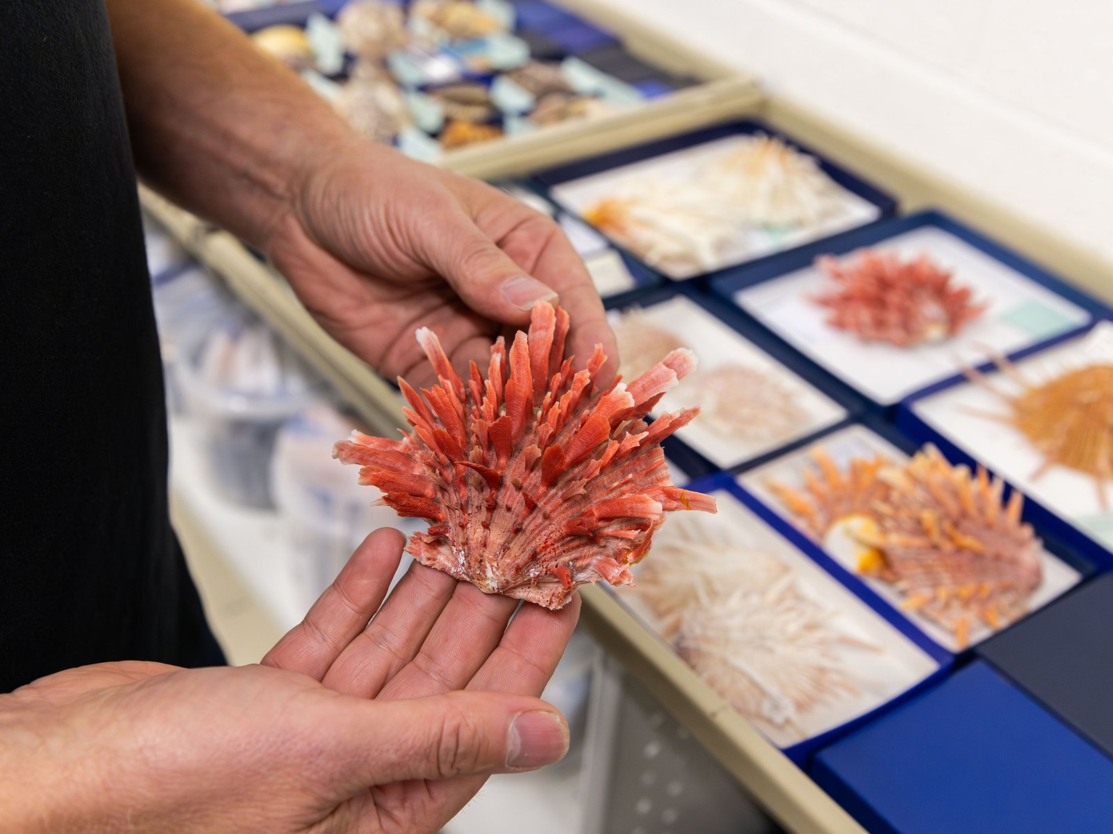 Malacology, photographed August 2024