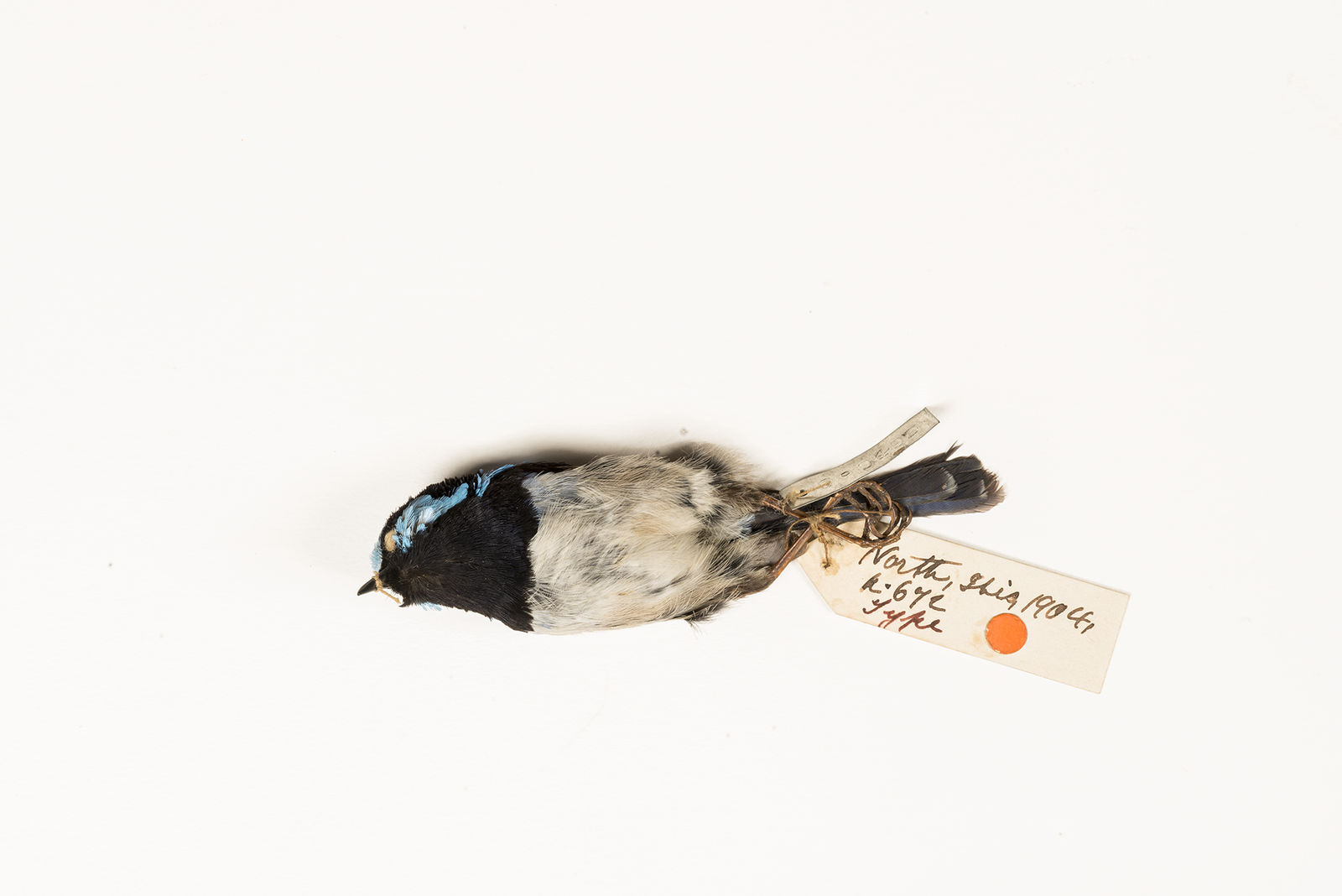 A preserved superb fairy-wren holotype specimen with vivid blue and black plumage lying flat