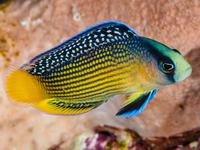 Splendid Dottyback, Manonichthys splendens