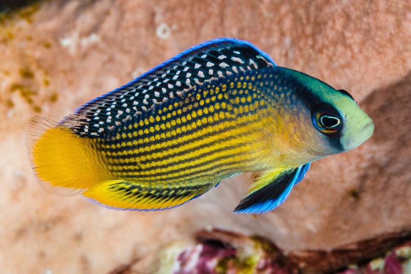 Splendid Dottyback, Manonichthys splendens