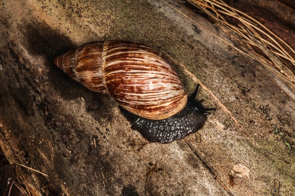 Lord Howe Island land snail, Maoristylus bivaricosus