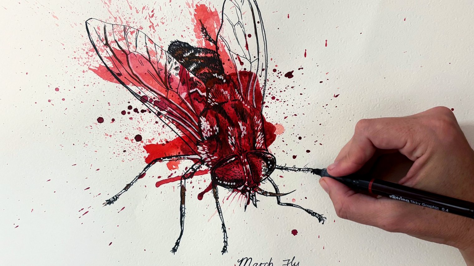 Watercolour and ink illustration of a March Fly with artist's hand.