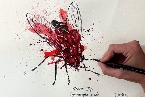 March Fly illustration by Celia Curtis for Bloodsuckers Splatter and Sketch Workshop