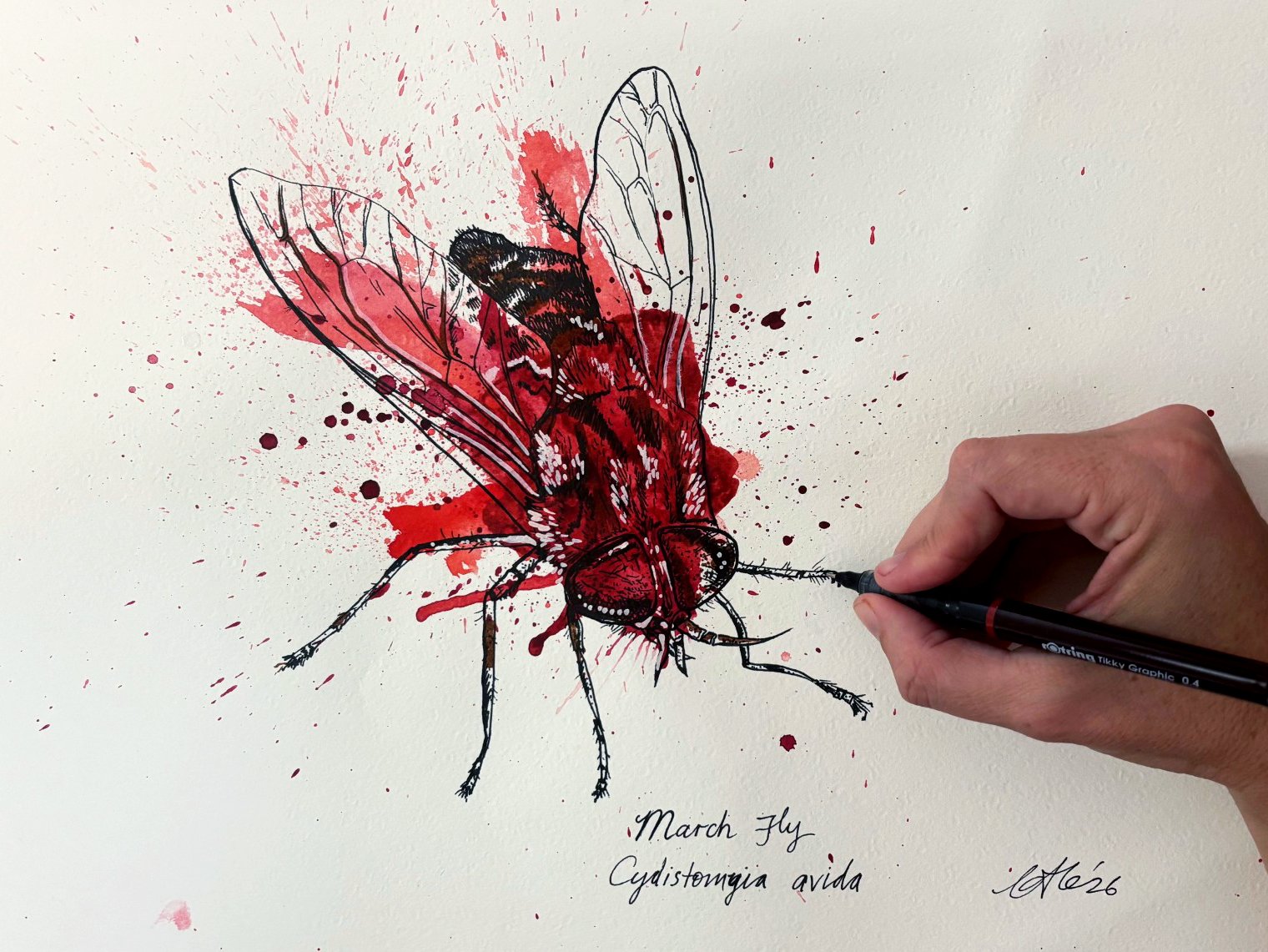 Watercolour and ink illustration of a March Fly with artist's hand.