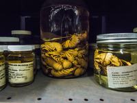 Marine Invertebrates Collection Area 2018