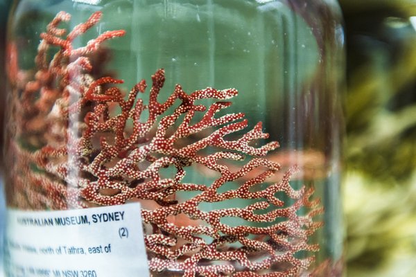 Marine Invertebrates Collection Area 2018