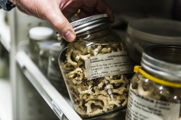 Marine Invertebrates Collection Area 2018