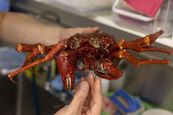 Specimen from the Australian Museum Marine Invertebrates Collection