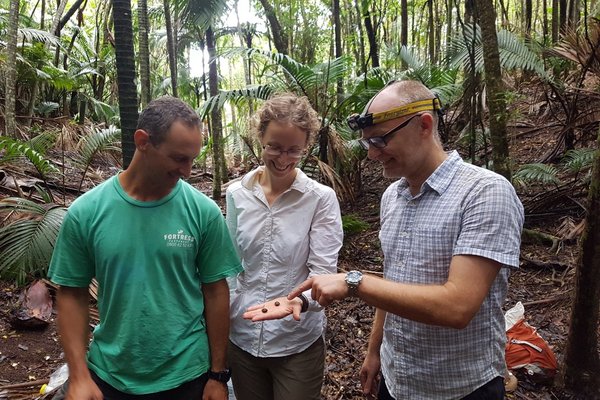 Wild population of Advena campbellii