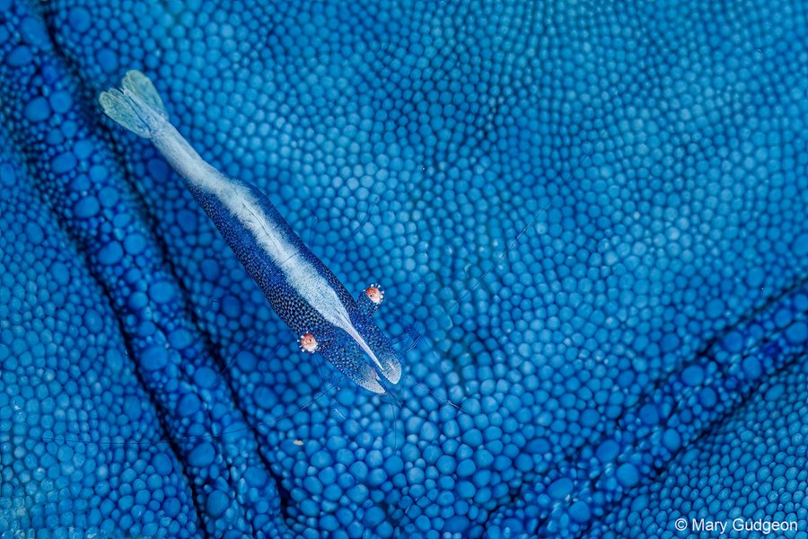 2023 AGNPY Macro runner up: Mary Gudgeon