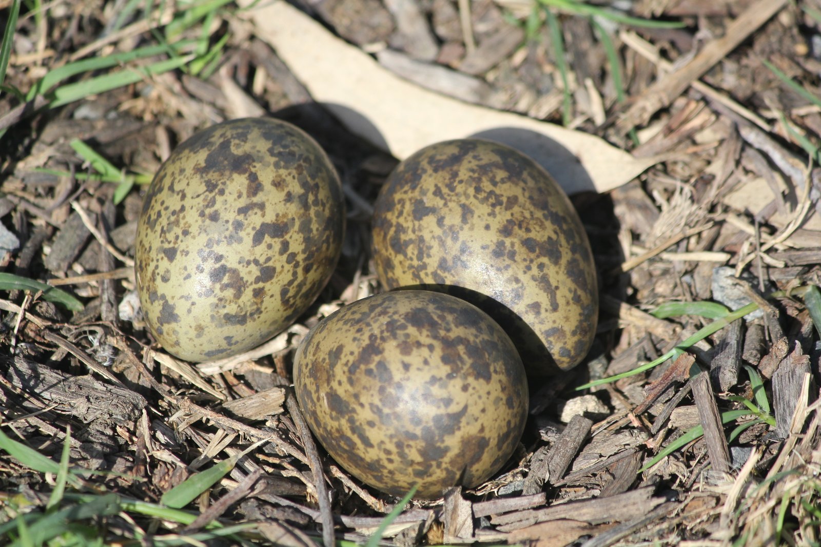 Masked Lapwing, Vanellus miles eggs