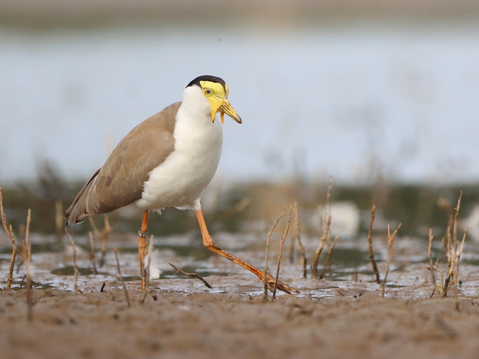 Masked Lapwing, Vanellus miles
