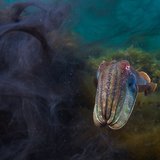 <i>2023 Australian Geographic Nature Photographer of the Year</i>
<p>
Winner Animals In Nature: Aftermath by Matty Smith, Queensland.
<p><i>Moments before this frame, three male Giant Cuttlefish were trying to court a female. A fight ensued between two males and they inked the water as they grappled and rolled out of frame. The female bolted, and this male was left in the aftermath, still displaying his vivid courting colours. </i>