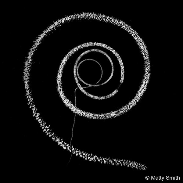 2023 AGNPY Runner Up Monochrome: Spiral Whip Coral by Matty Smith