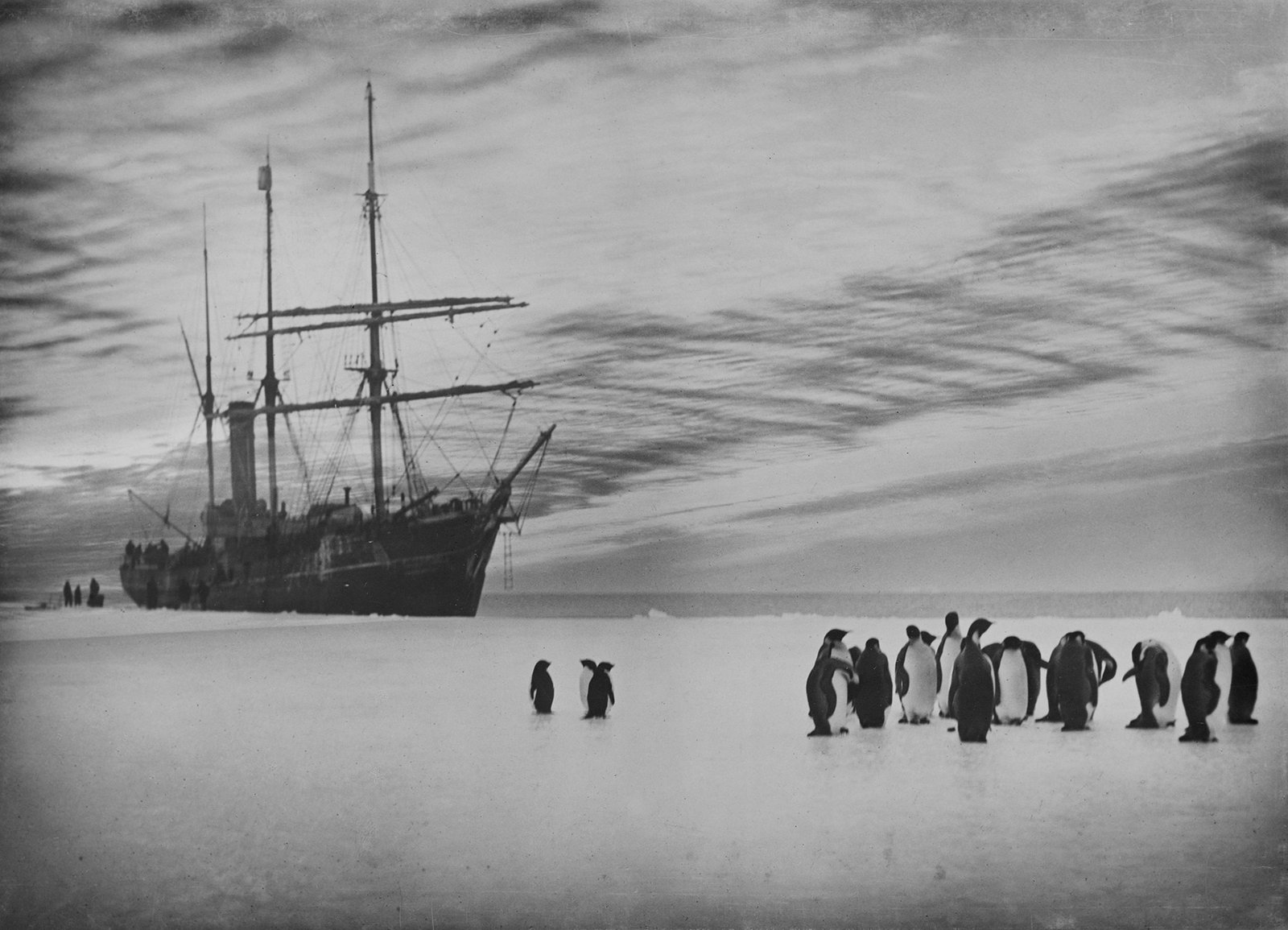 SY Aurora and penguins