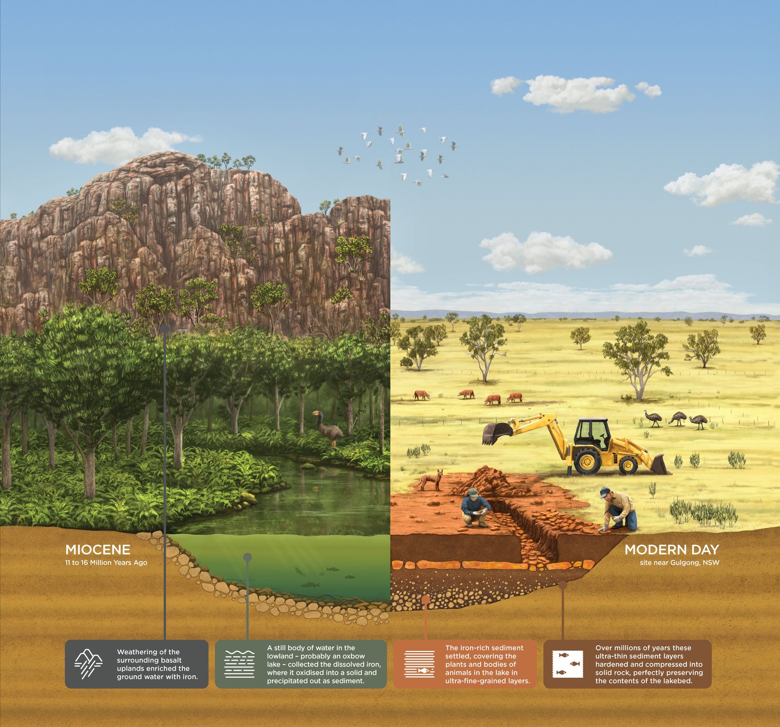 How McGraths Flat’s fossil site was formed.