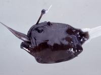Melanocetus johnsoni and Scopelopsis multiplicatus