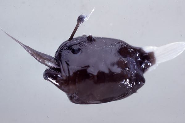 Melanocetus johnsoni and Scopelopsis multiplicatus