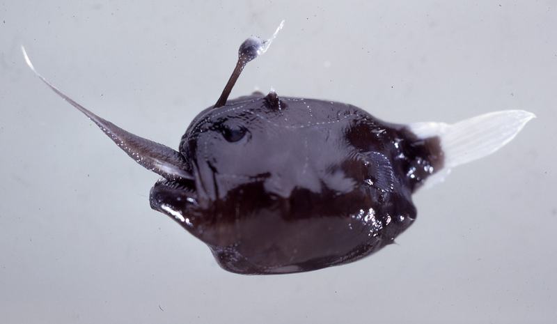 Melanocetus johnsoni and Scopelopsis multiplicatus