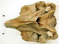 Skull of Andrew's Beaked Whale, Mesoplodon bowdoini