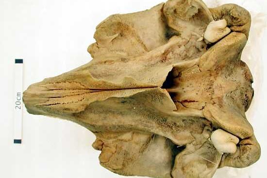 Skull of Andrew's Beaked Whale, Mesoplodon bowdoini
