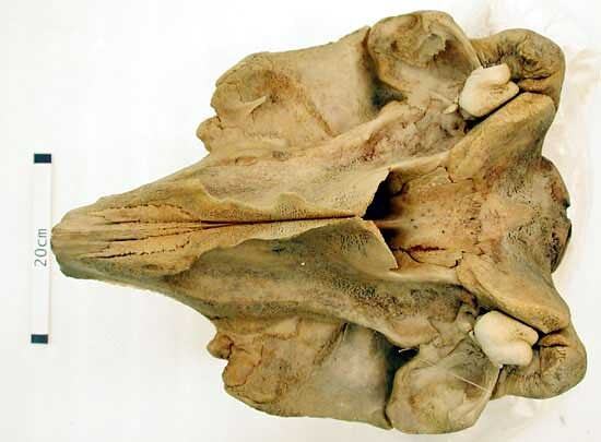 Skull of Andrew's Beaked Whale, Mesoplodon bowdoini