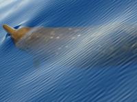 Mesoplodon densirostris