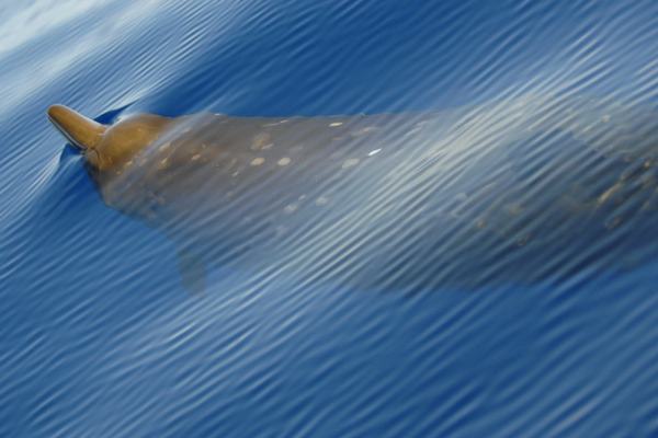 Mesoplodon densirostris
