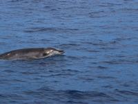 Ginkgo-toothed Beaked Whale, Mesoplodon ginkgodens