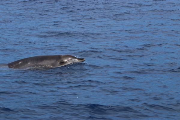 Ginkgo-toothed Beaked Whale, Mesoplodon ginkgodens