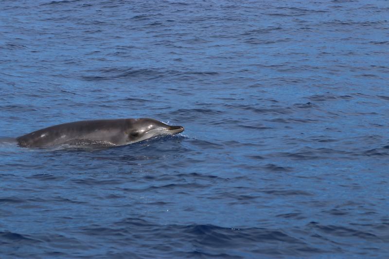 Ginkgo-toothed Beaked Whale, Mesoplodon ginkgodens