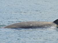 Gray's Beaked Whale, Mesoplodon grayi