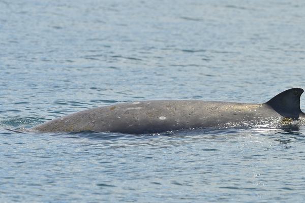Gray's Beaked Whale, Mesoplodon grayi