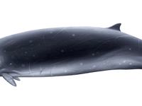 Hector's Beaked Whale, Mesoplodon hectori