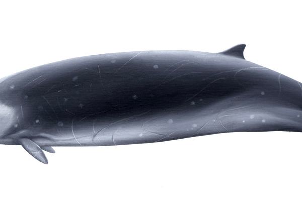 Hector's Beaked Whale, Mesoplodon hectori