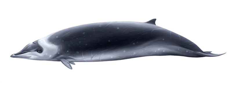 Hector's Beaked Whale, Mesoplodon hectori
