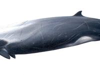 Strap-toothed Whale, Mesoplodon layardii