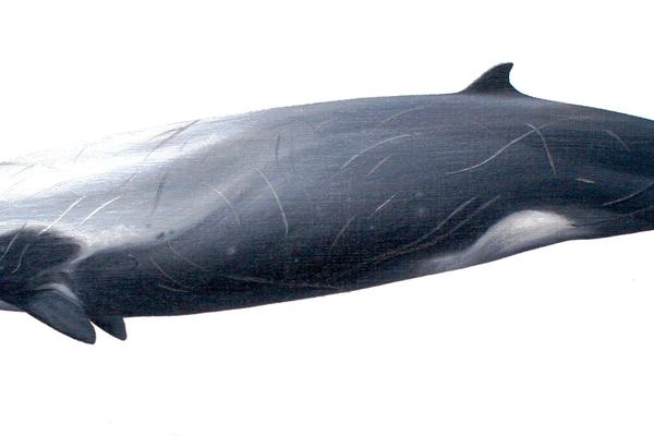 Strap-toothed Whale, Mesoplodon layardii