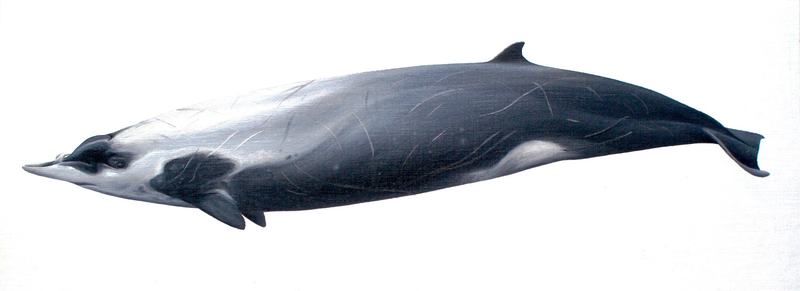 Strap-toothed Whale, Mesoplodon layardii