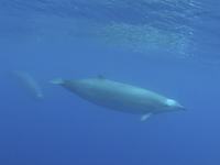 True's Beaked Whale, Mesoplodon mirus