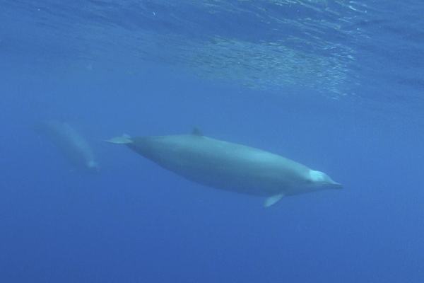 True's Beaked Whale, Mesoplodon mirus