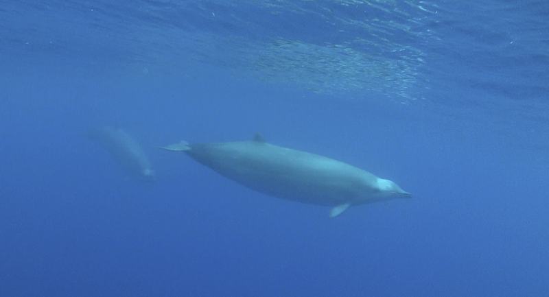 True's Beaked Whale, Mesoplodon mirus