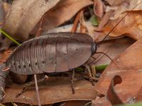 Metallic Cockroach (Polyzosteria sp.)