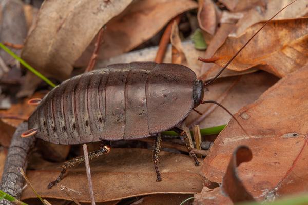 Metallic Cockroach (Polyzosteria sp.)